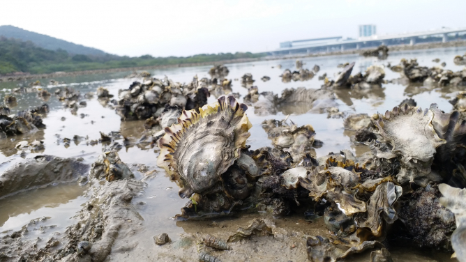 七平方米的香港蠔礁單日過濾水量可達一個奧運標準游泳池 （圖片提供：Marine Thomas/ TNC）
 